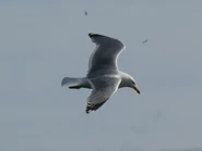 Adult (L. a. argenteus) in flight