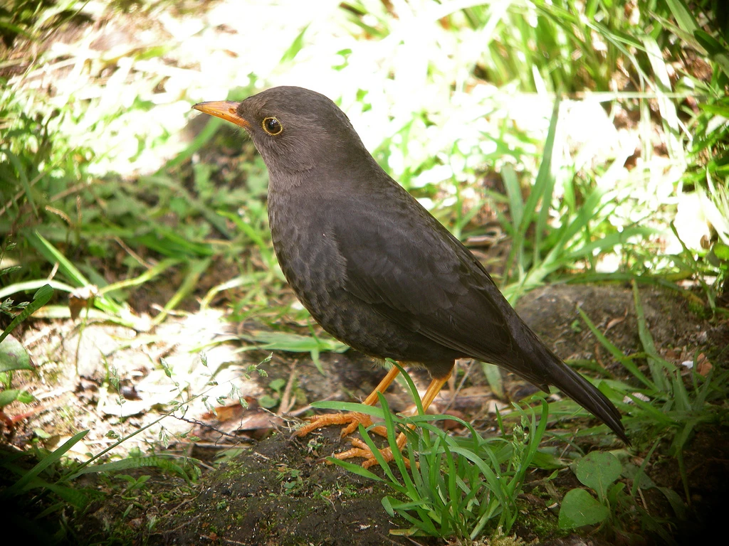 Island Thrush | Birds Wiki | Fandom