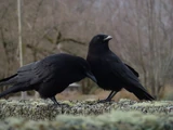 Northwestern Crow