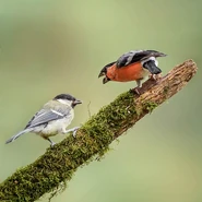 Stag at bay..jpg (89 KB) Adult male fighting a Great Tit