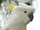 Sulphur-crested Cockatoo