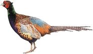 Stone's Pheasant (Phasianus colchicus elegans)
