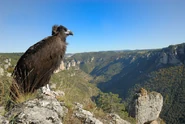Immature Black Vulture
