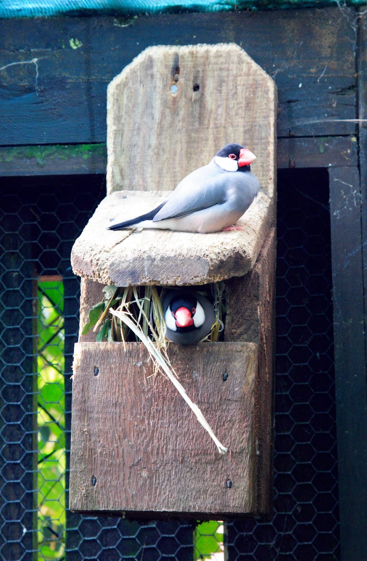 Bird box Birds Wiki Fandom