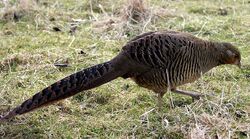 Golden Pheasant, Birds Wiki