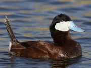 Ruddy Duck male photographed by pierre martin.