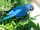 Spix's Macaw