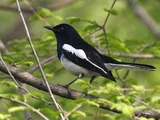 Oriental Magpie-robin