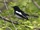 Oriental Magpie-robin