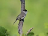 Eurasian Blackcap