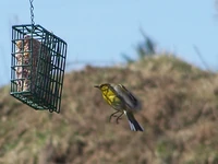 A Blue-winged Warbler flies up to a suet feeder.
