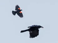Adult being mobbed by a Red-winged Blackbird.