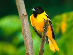 Oriole de Baltimore — Wikipédia