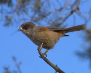 Siberian Jay