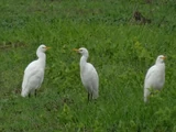 Cattle Egret