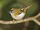 Madeira Firecrest