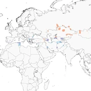 Distribution of White-headed Duck provided by the Cornell Lab of Ornithology.