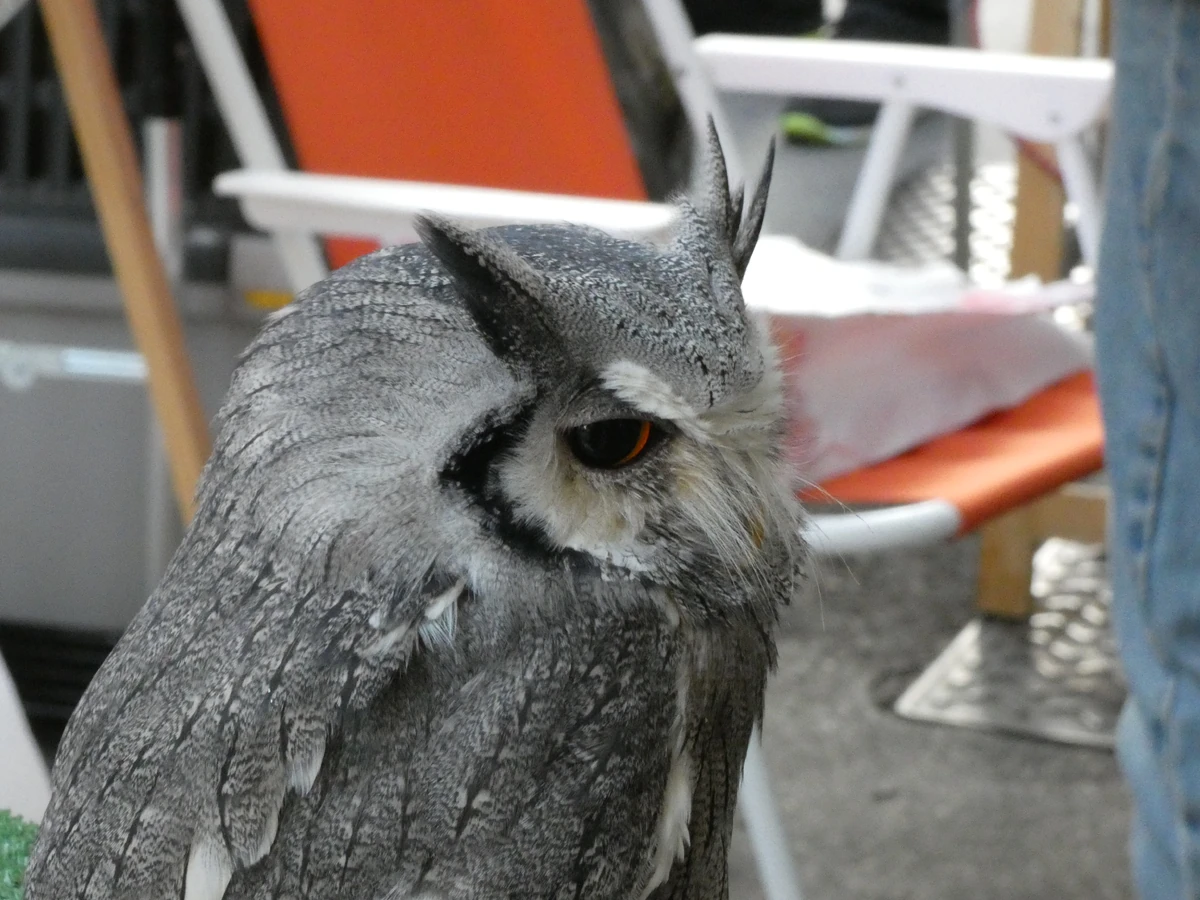 scope別注　Northern Owl White scope別注 Northern Owl White scope別注 Northern Owl White scope