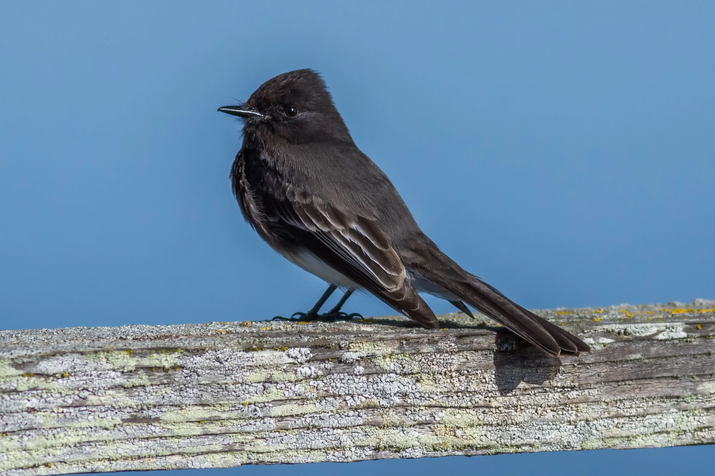 Birds That Look Like Black Phoebe: Stunning Lookalikes