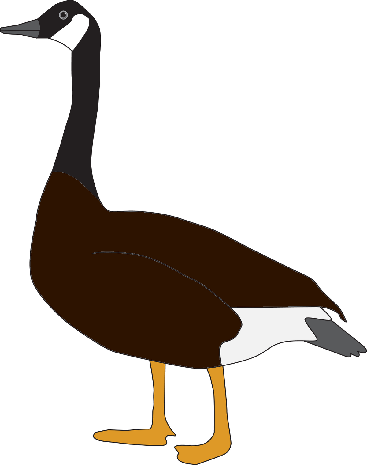Goose | Birds Wiki | Fandom