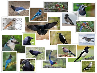 Corvids