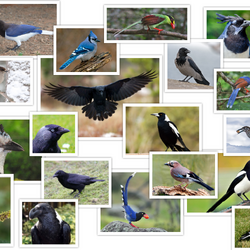 Bird anatomy - Wikipedia