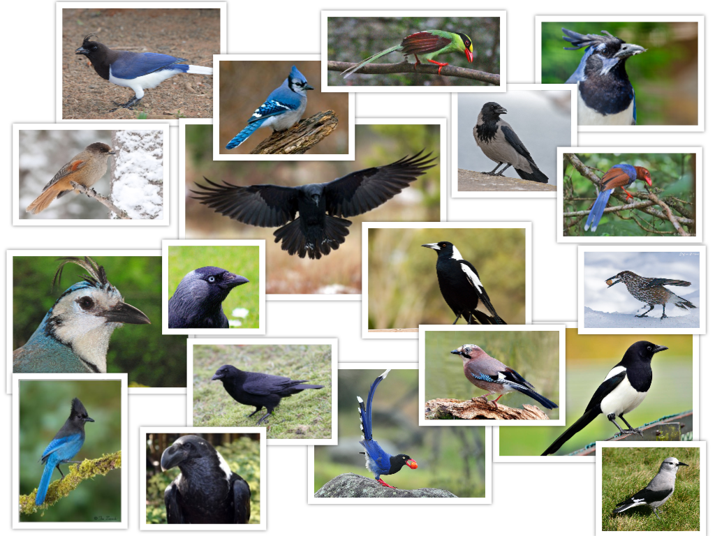 Corvid | Birds Wiki | Fandom