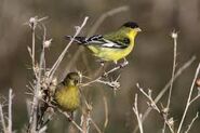 Lesser Goldfinch pair.