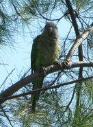 A feral Monk Parakeet.