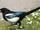 Eurasian Magpie