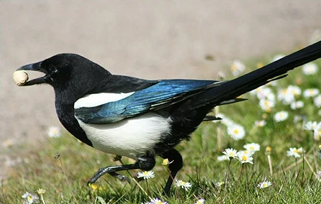 tanning melanotan Eurasian Magpie (Pica pica)