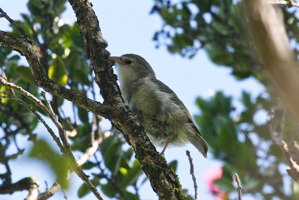 ʻAkikiki Birds Wiki Fandom