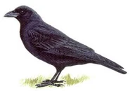 Carrion Crow
