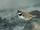 Little Ringed Plover
