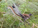 Lyrebird