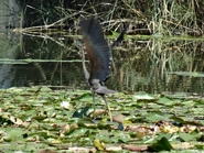 Note the red underwing coverts and the slate grey remiges.