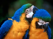 Blue-and-Gold Macaws.