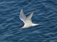Arctic tern flying.jpeg (1.49 MB) Flying over the sea.