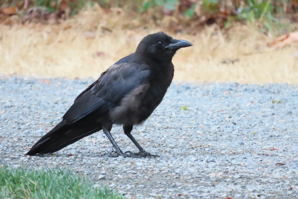 American Crow | Birds Wiki | Fandom