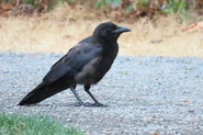 American Crow