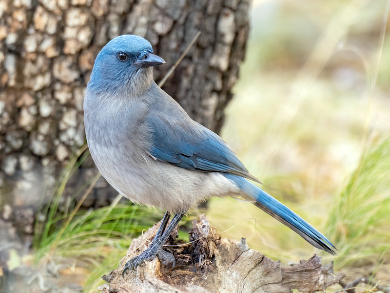 California scrub jay - Wikipedia