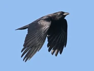 Adult in flight