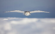 Snowy Owl