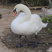Safari park captive swan.jpg (1.86 MB) Adult in captivity.