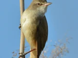 Great Reed Warbler