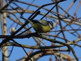 Eurasian Blue Tit