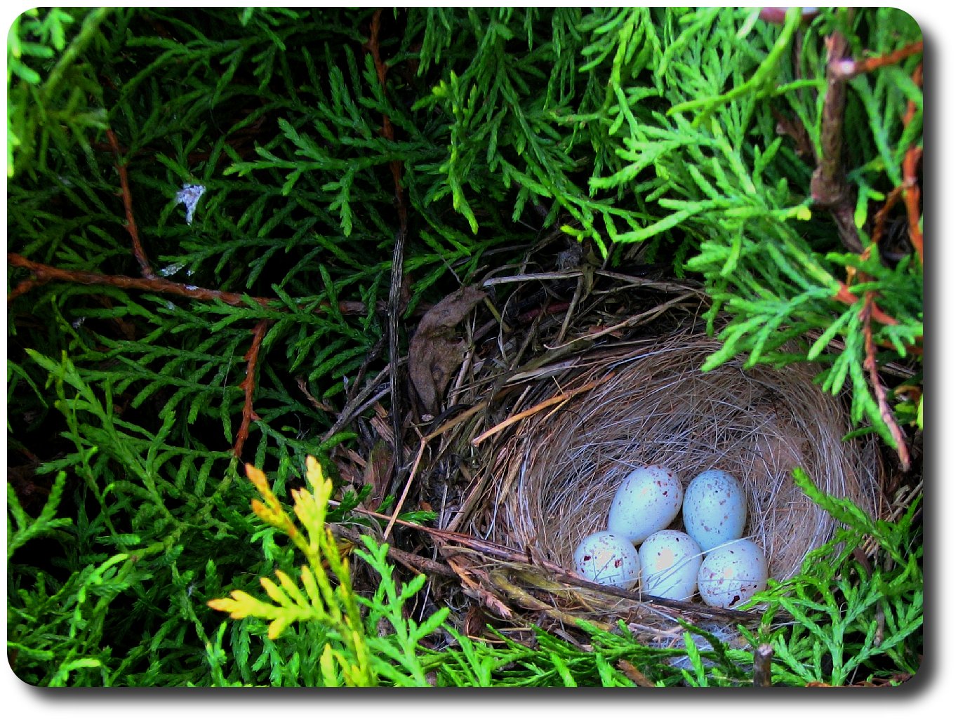 Clutch (eggs) - Simple English Wikipedia, the free encyclopedia