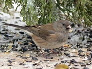 Female/immature (Slate-colored)
