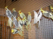 Mutation Cockatiels.jpg (247 KB) Various mutations cockatiels.