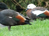Paradise Shelduck
